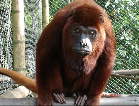 mono aullador - mono capuchino precio